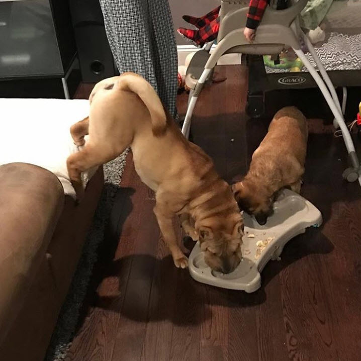Illustration de l'article : 17 photos de chiens Shar-Pei prouvant qu'une peau plissée peut être la plus jolie des choses
